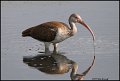 _1SB3871 juvenile white ibis